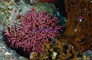 Tricleocarpa fragilis Algue rose dichotome a bout creux-Safaga Panomara Reef N-26m-20171123-Denis-ADER-DSC_3637_tn
